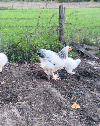 gallo gallina brahma bianco columbia