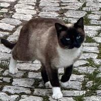 Gattina portafortuna in adozione