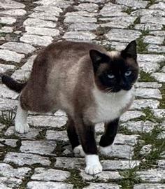 Gattina portafortuna in adozione