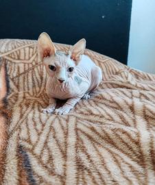 Cuccioli di Canadian Sphynx