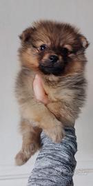 Cucciolo spitz volpino-pomerania