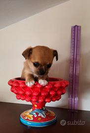Chihuahua mini maschi