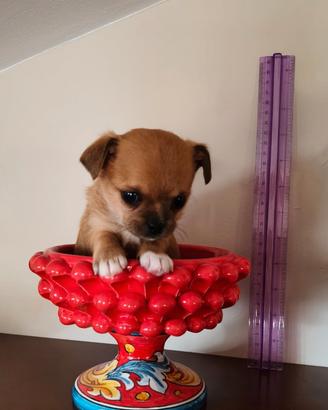 Chihuahua mini maschi