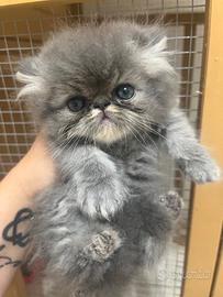 Gatto persiano