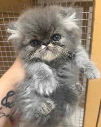 Gatto persiano