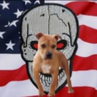 American Pitbull terrier