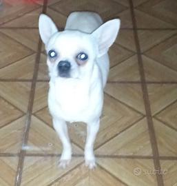 Chihuahua