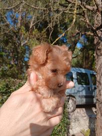 Animali barboncino