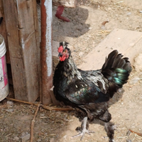 Gallo