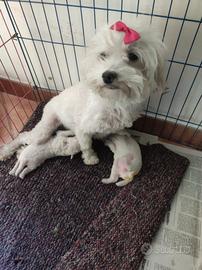 Milly e Milo maltipoo Toy cuccioli