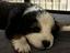 Immagine 4