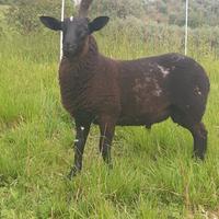 Pecora dorper x blueface