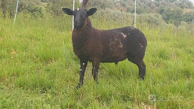 Pecora dorper x blueface