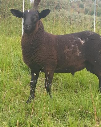 Pecora dorper x blueface