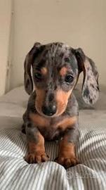 Bassotto nano cuccioli