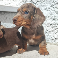 Bassotto Tedesco Cuccioli Arlecchino Cioccolato