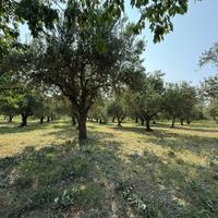 Piante di ulivo