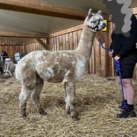 Alpaca per fattorie didattiche