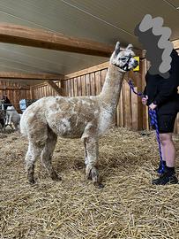 Alpaca per fattorie didattiche