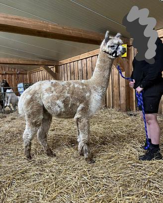 Alpaca per fattorie didattiche