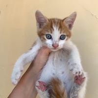 Gattina arancione di 2 mesi