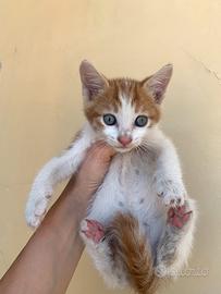Gattina arancione di 2 mesi