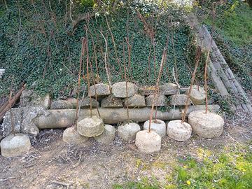 TIRANTI PER VIGNETO FRUTTETO 