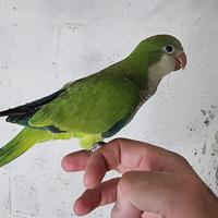 Pullo di parrocchetto Monaco svezzato