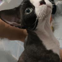 Accoppiamento Devon rex maschio