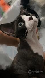Accoppiamento Devon rex maschio