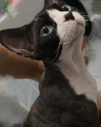 Accoppiamento Devon rex maschio