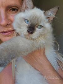 Gatti ragdoll