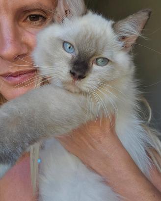 Gatti ragdoll