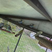 Hagoromo Hagaromo ondulati cocorite