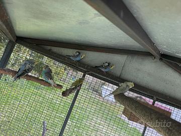 Hagoromo Hagaromo ondulati cocorite