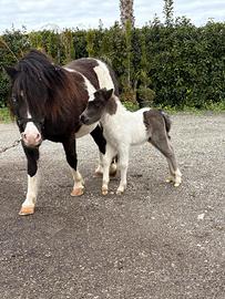 Pony