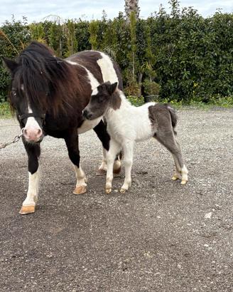 Pony