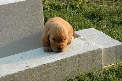 Cuccioli Cocker Spaniel fulvi
