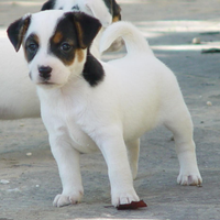 Jack russel