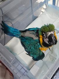 Piccolo di Ara ararauna