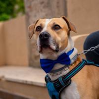 Cane incrocio Amstaff