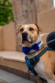 Cane incrocio Amstaff