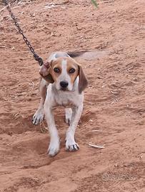 Cucciolo beagle segugio 4 mesi
