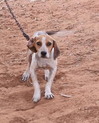 Cucciolo beagle segugio 4 mesi
