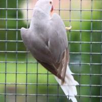 Femmina parrocchetto collare adulta