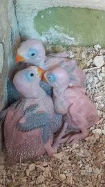 Parrocchetti dal collare