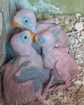 Parrocchetti dal collare