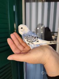 Pullo di cocorita allevato a mano