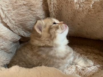 British Shorthair cucciolo