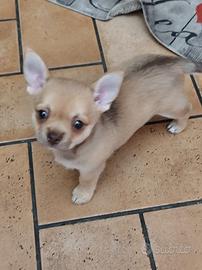 Cucciolo maschio chihuahua 